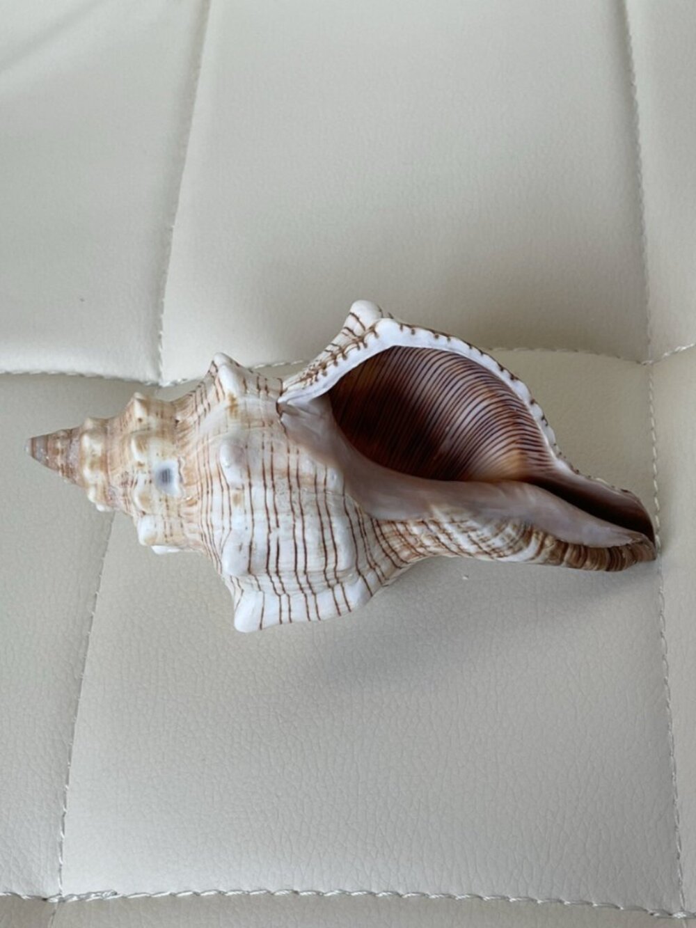 Striped Brown and Tan Conch Shell Seashell 6” x 3" Genuine